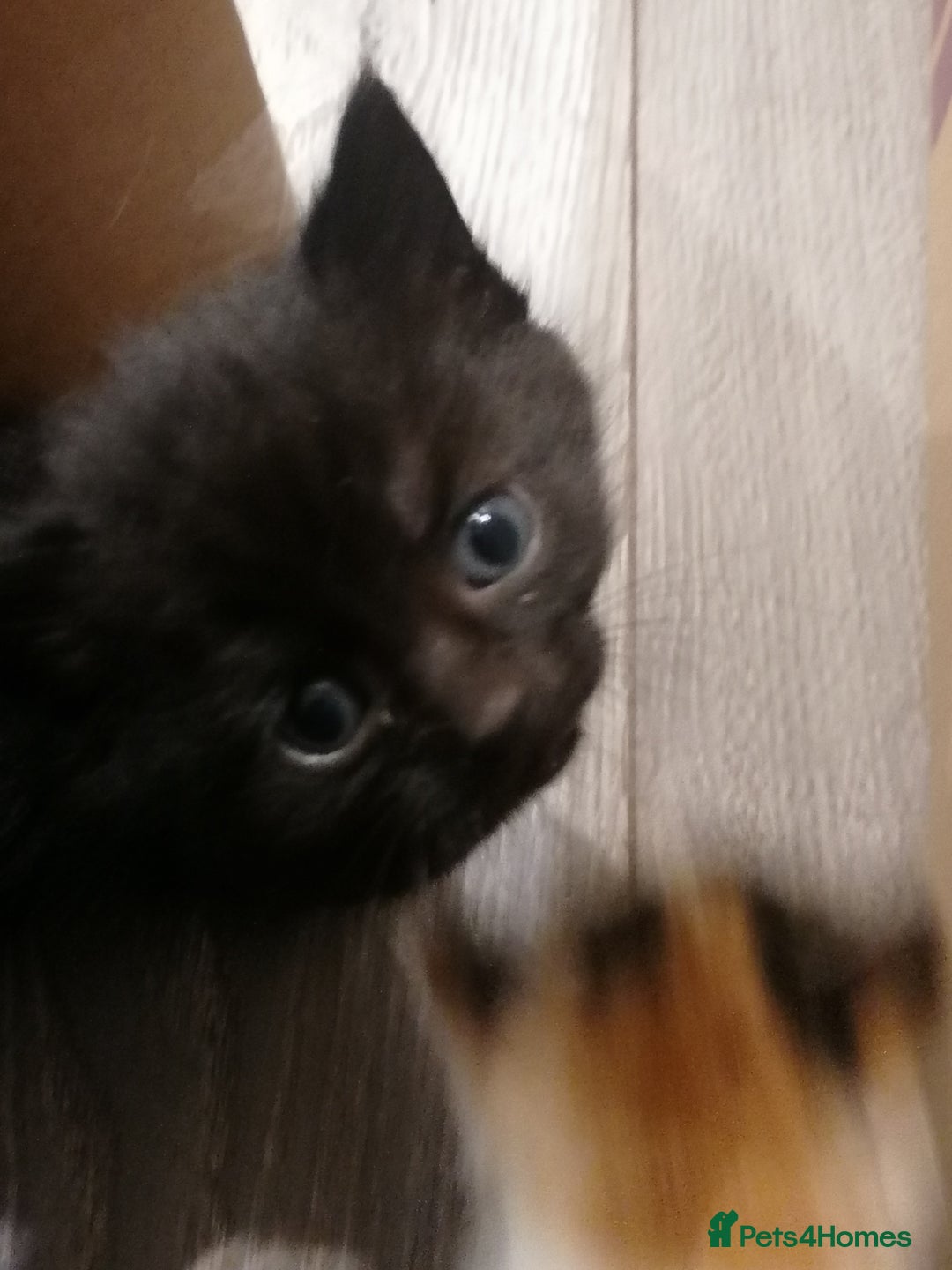 Mixed Breed cats for sale: Outstandingly gorgeous mixed kittens  - Image 8