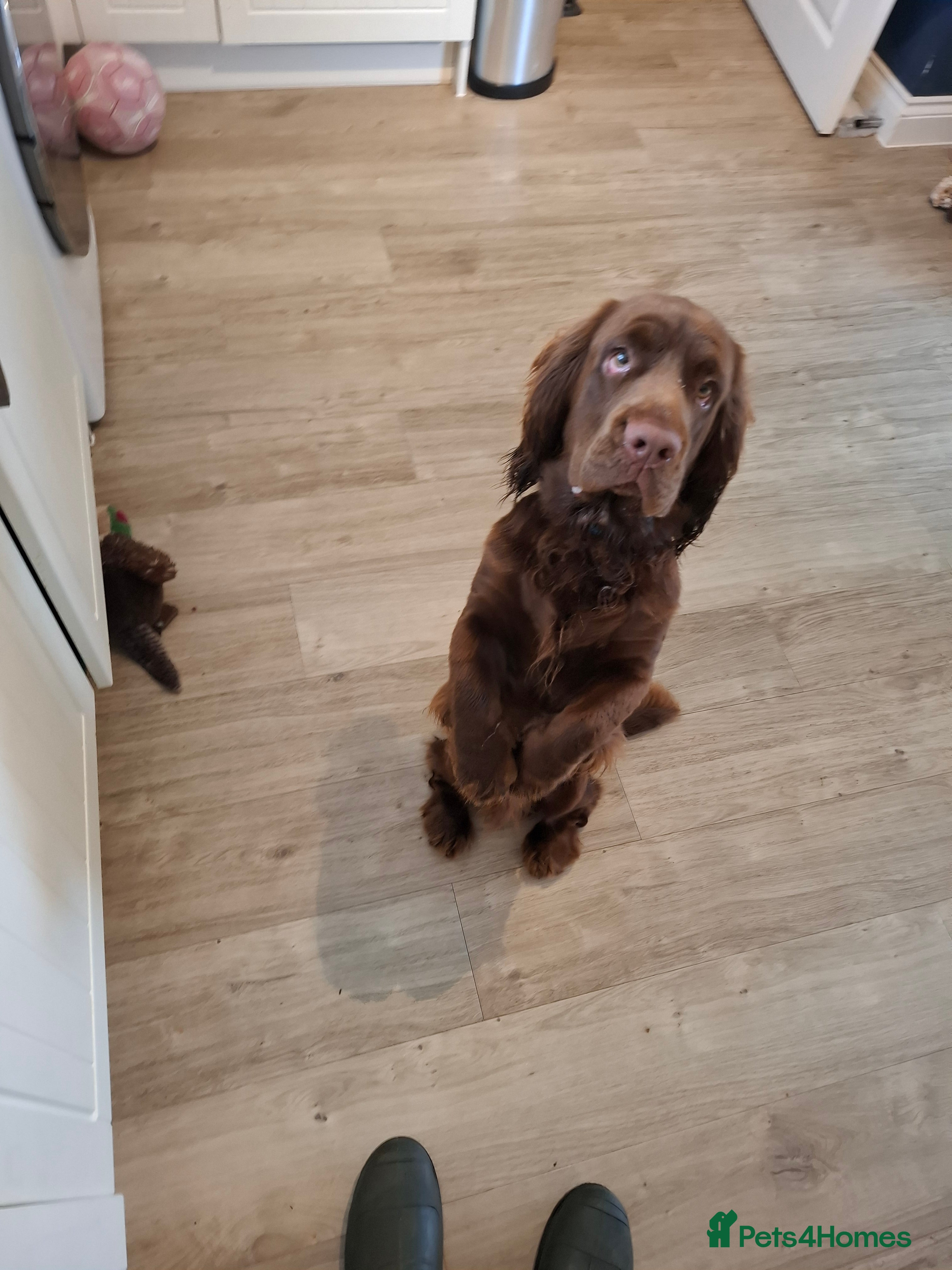 Sussex Spaniel dogs Sussex Spaniel Boy - Advert 4