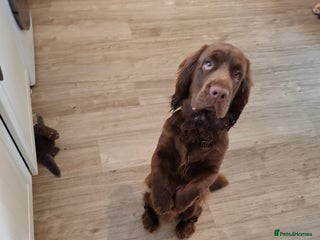 Sussex Spaniel dogs Sussex Spaniel Boy - Advert 7