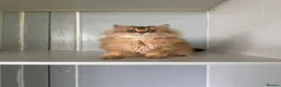 British Longhair cats for sale: Britsh Long hair - Advert 4