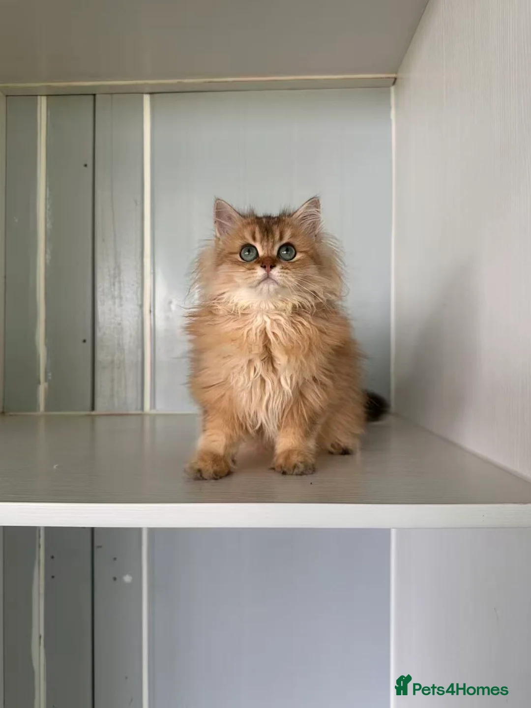 British Longhair cats for sale: Britsh Long hair - Advert 4