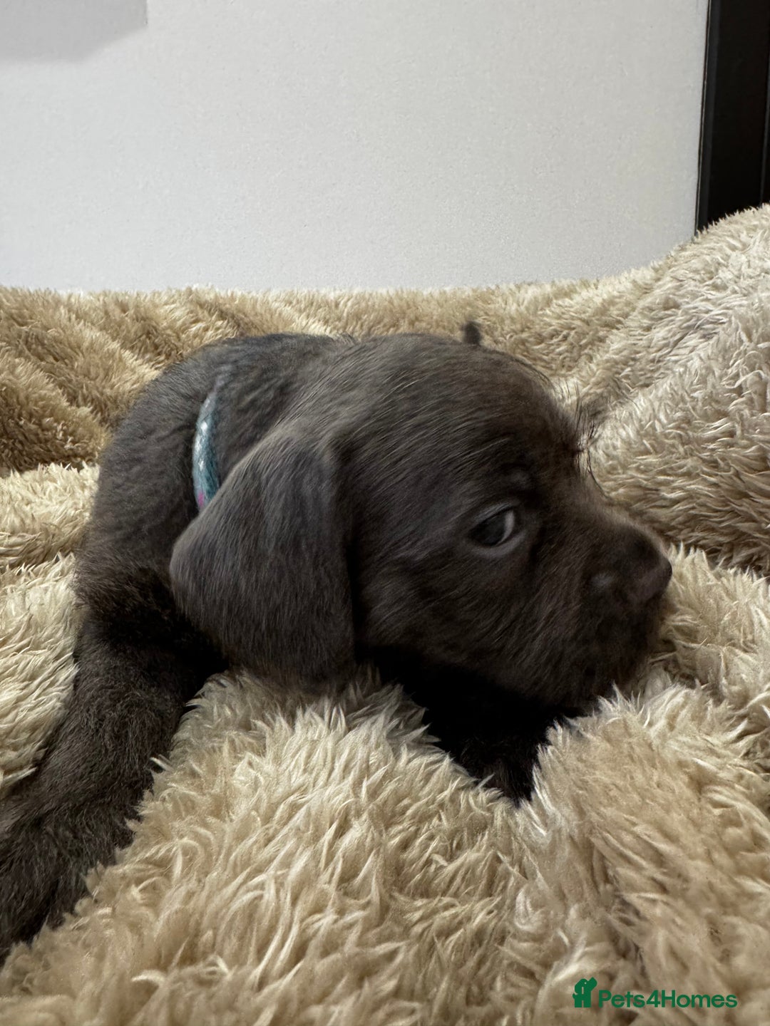 Mixed Breed dogs for sale: French bulldog x cockapoo - Image 2