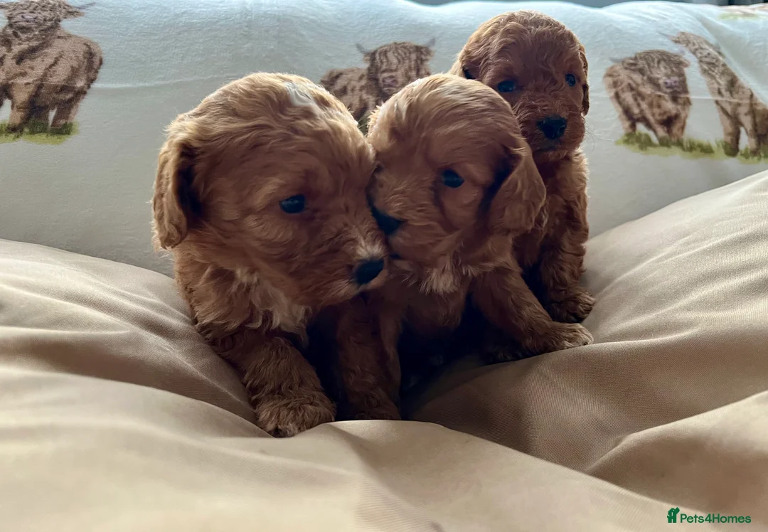 Cockapoo dogs for sale:  Stunning F1 DNA clear cockapoo puppies  - Advert 9