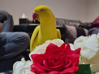 Ringnecks birds - Advert 3