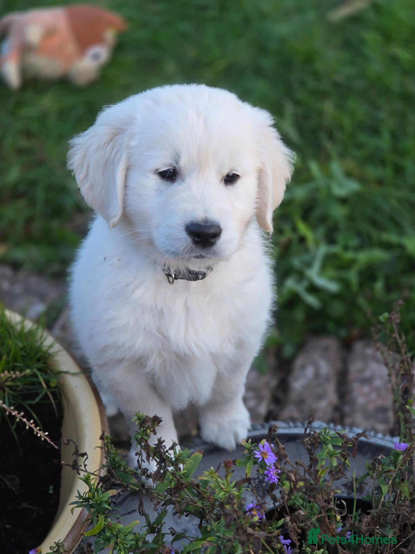 Golden Retriever dogs for sale: One very special puppy looking for a new home - Advert 1