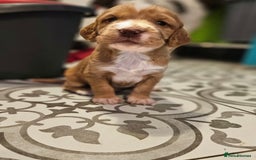 Cocker Spaniel dogs for sale: Litter of 6 - Image 1