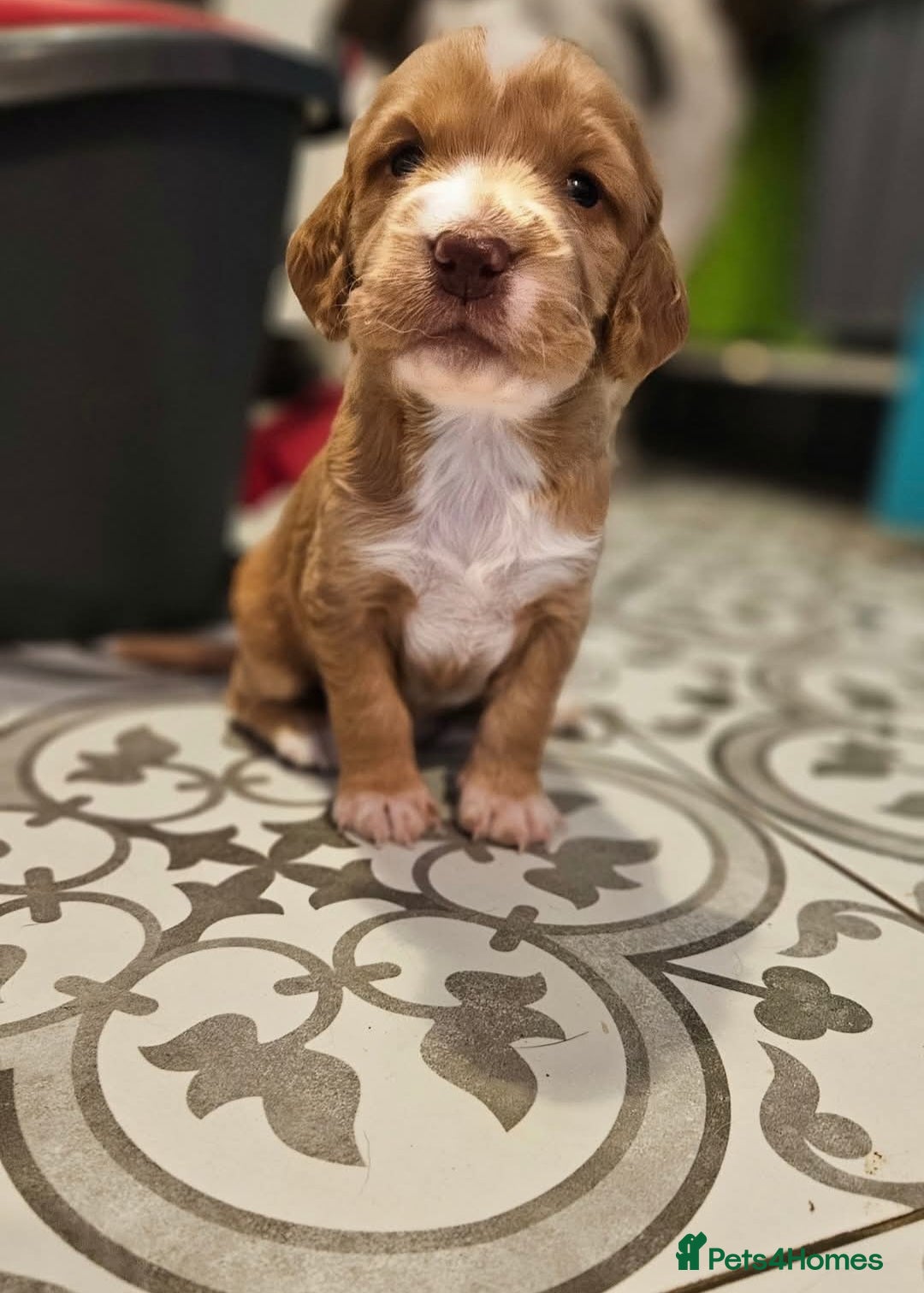 Cocker Spaniel dogs for sale: Litter of 6 - Image 1