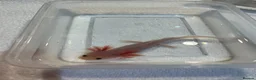 Axolotl reptiles for sale: Axolotl Jeuveniles  - Advert 4