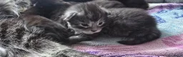 Maine Coon cats for sale: Exceptional Maine Coon Kittens for Loving Homes - Advert 18