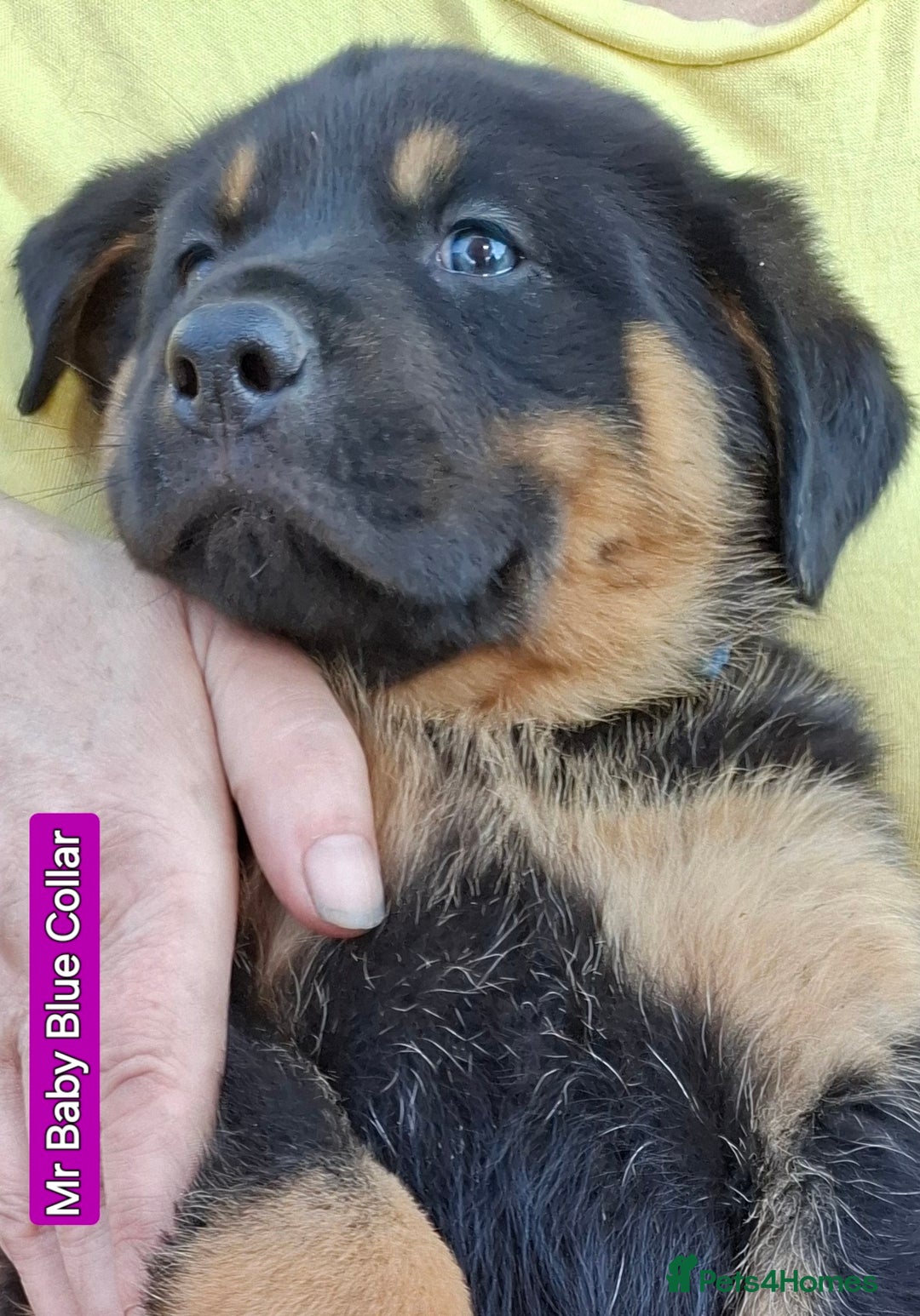 Rottweiler dogs for sale: Stunning Litter Of Shepweiler X Mastiff Pups - Image 30