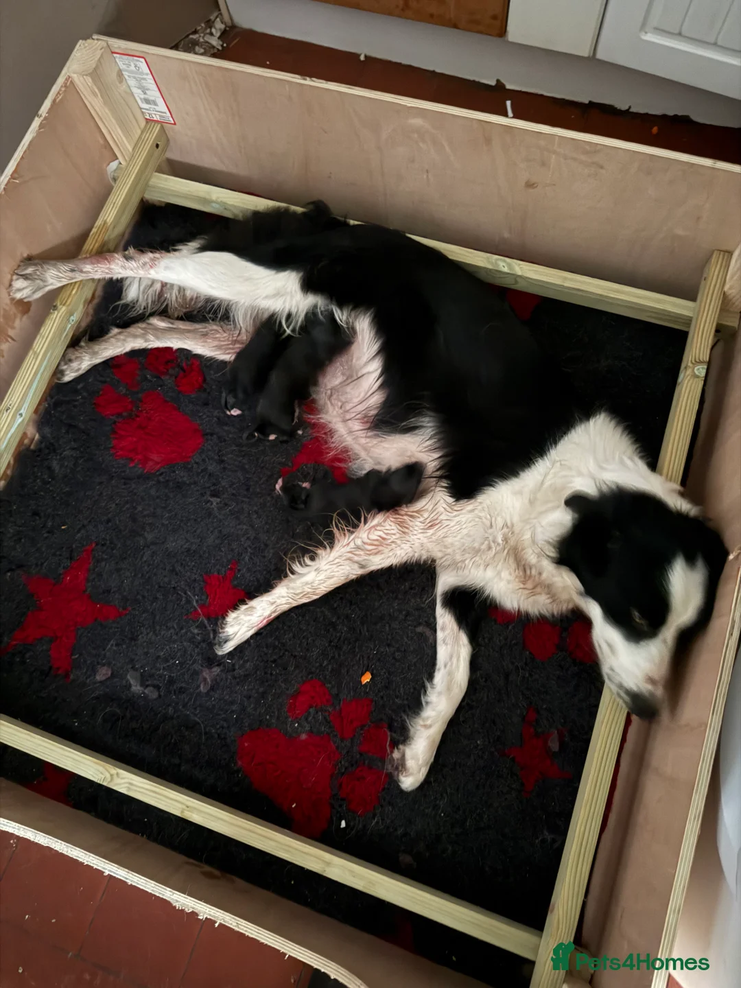 Lurcher dogs for sale: First cross Collie Greyhound - Advert 2