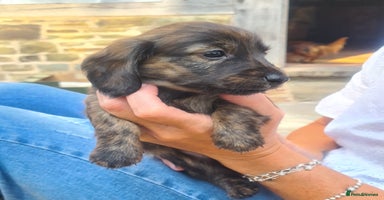 Miniature Dachshund dogs - Advert 3