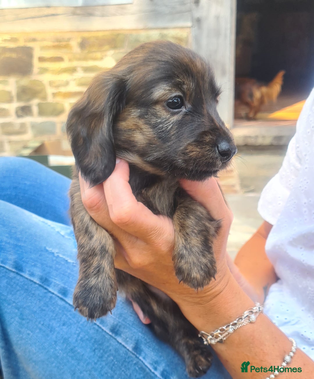 Miniature Dachshund dogs for sale: Miniature Longhaired Dachshund Puppies  - Image 1