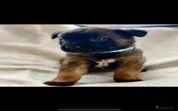 Belgian Shepherd Dog dogs for sale: Skye x Nines very last litter ever! 3B &7G  - Image 25