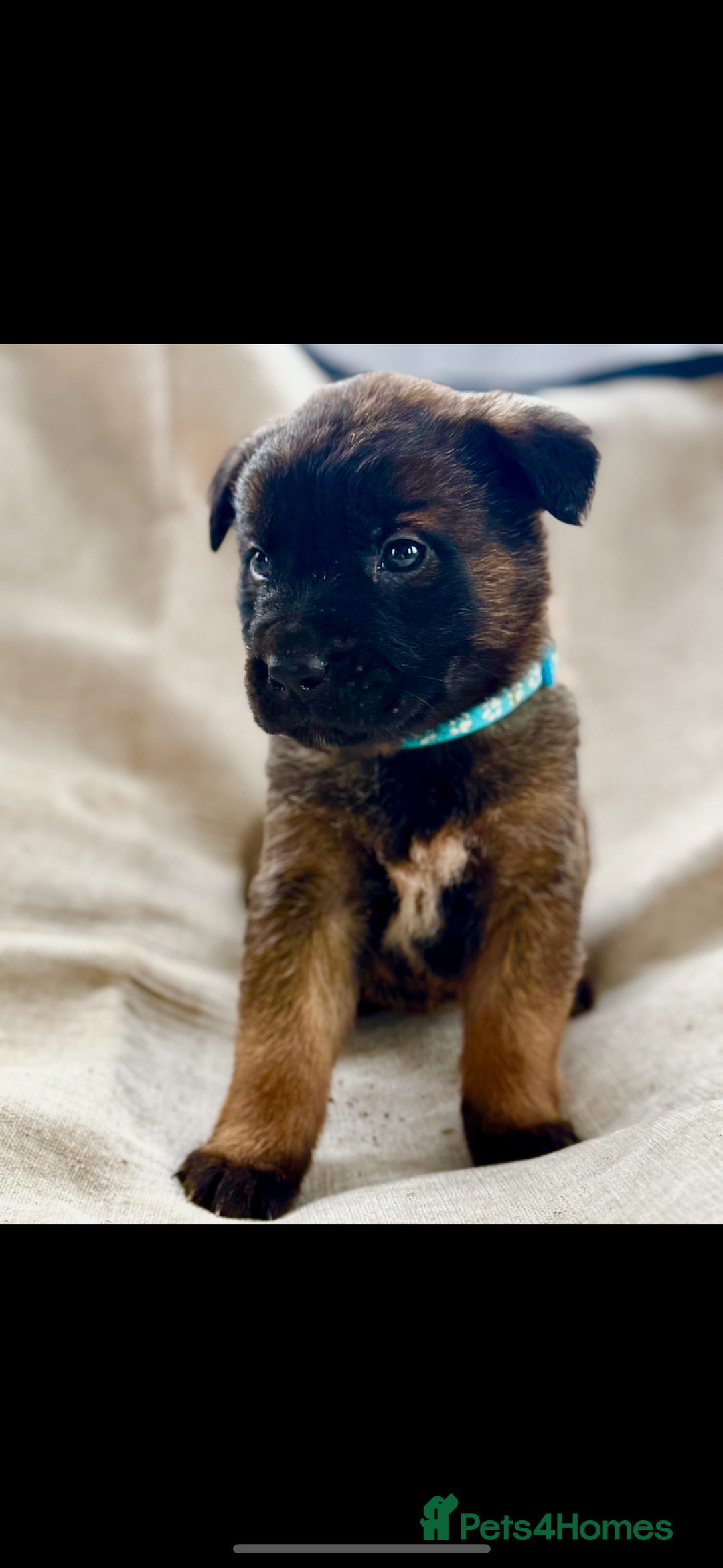 Belgian Shepherd Dog dogs for sale: Skye x Nines very last litter ever! 3B &7G  - Image 25