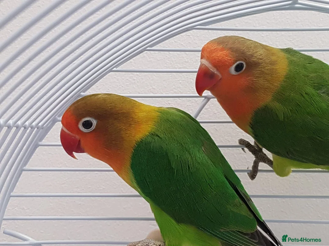 Lovebirds birds for sale: Fischer lovebirds with starter food for sale in Slough - Advert 2