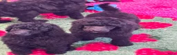 Standard Poodle dogs for sale: STANDARD POODLE PUPPIES FULLY TESTED PARENTS  - Advert 5