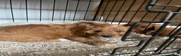 Cavapoo dogs for sale: ADORABLE CAVAPOO PUPPIES  - Advert 12