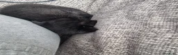 Domestic Shorthair cats for sale: Three kittens looking for the best homes in Spalding - Advert 7