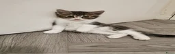 Norwegian Forest Cat cats for sale: For sale// Ready for collection - Advert 17
