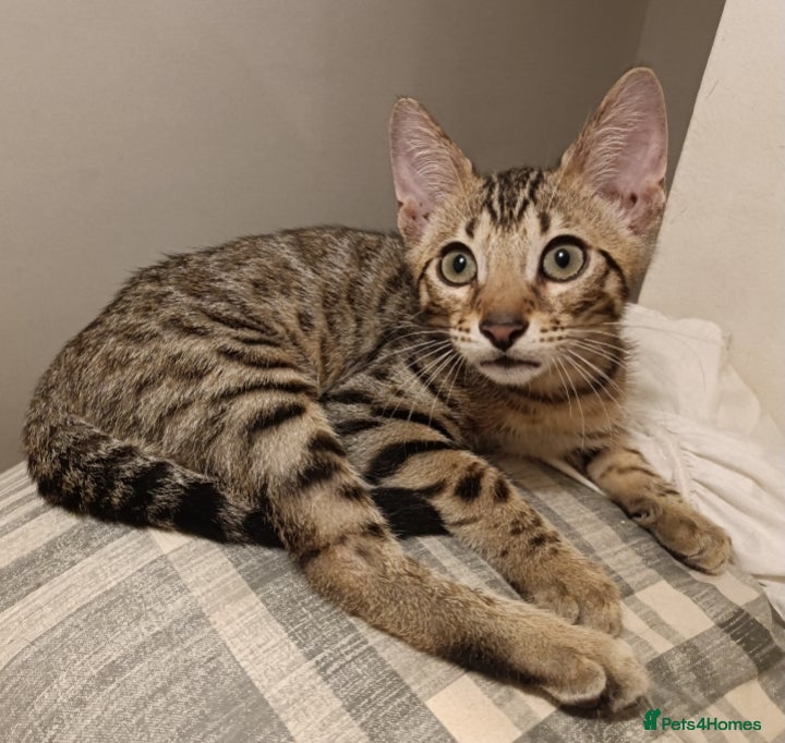 Bengal cats Bengal Kittens  - Advert 14