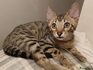 Bengal cats - Advert 8