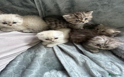 British Shorthair cats for sale: Scottish fold / British short hair  - Image 7