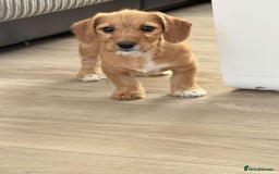 Mixed Breed dogs for sale: Dachshund ×Jack Rusell Puppies ( Jackshund )  in Cardiff - Image 10