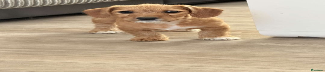 Mixed Breed Puppy 4