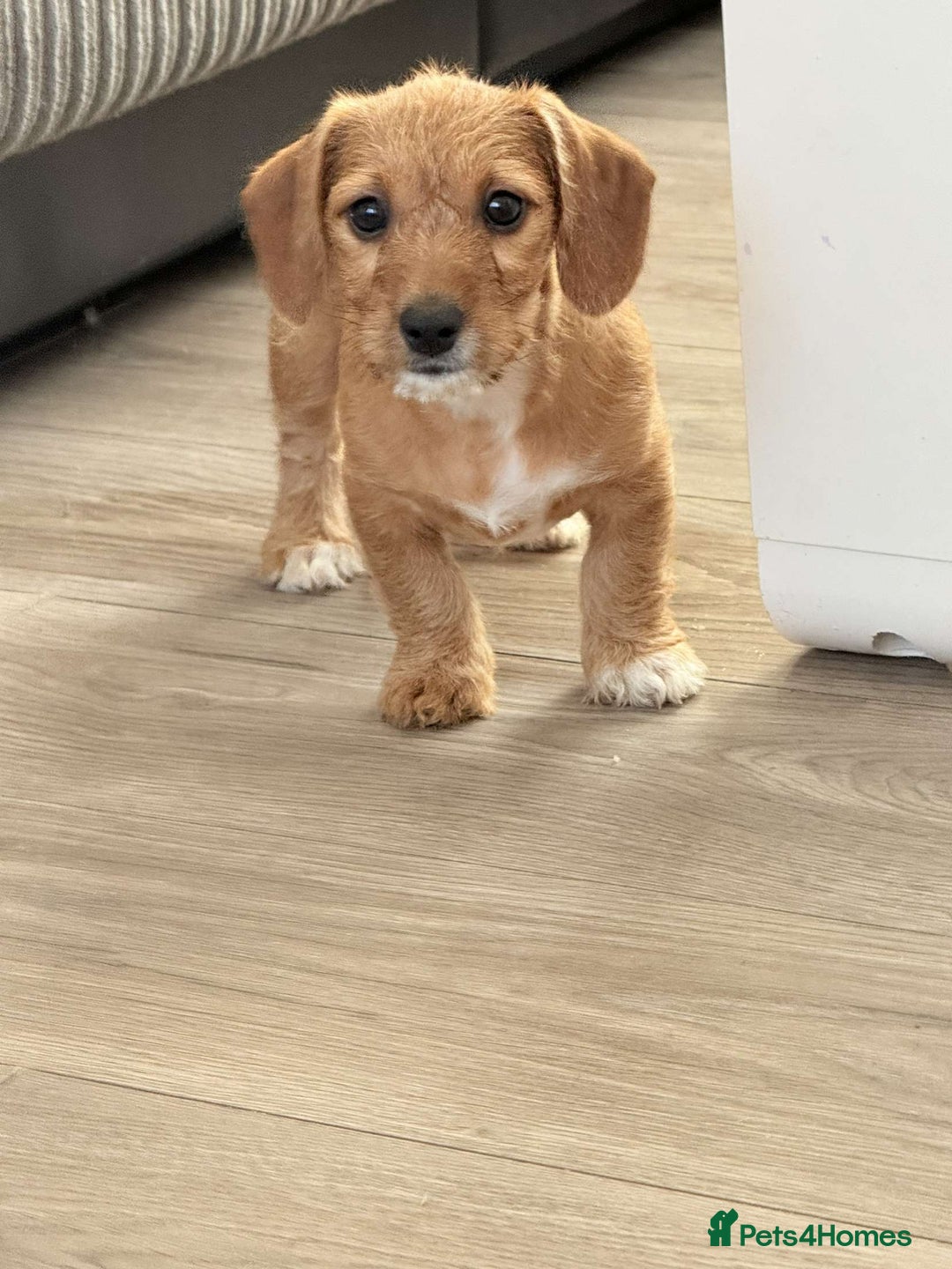 Mixed Breed dogs for sale: Dachshund ×Jack Rusell Puppies ( Jackshund )  in Cardiff - Image 10