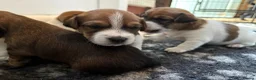 Jack Russell dogs for sale: Delightful Miniature Jack Russell Pups - Advert 22