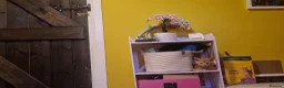 Mixed Breed cats for sale: Ready to leave - Advert 3
