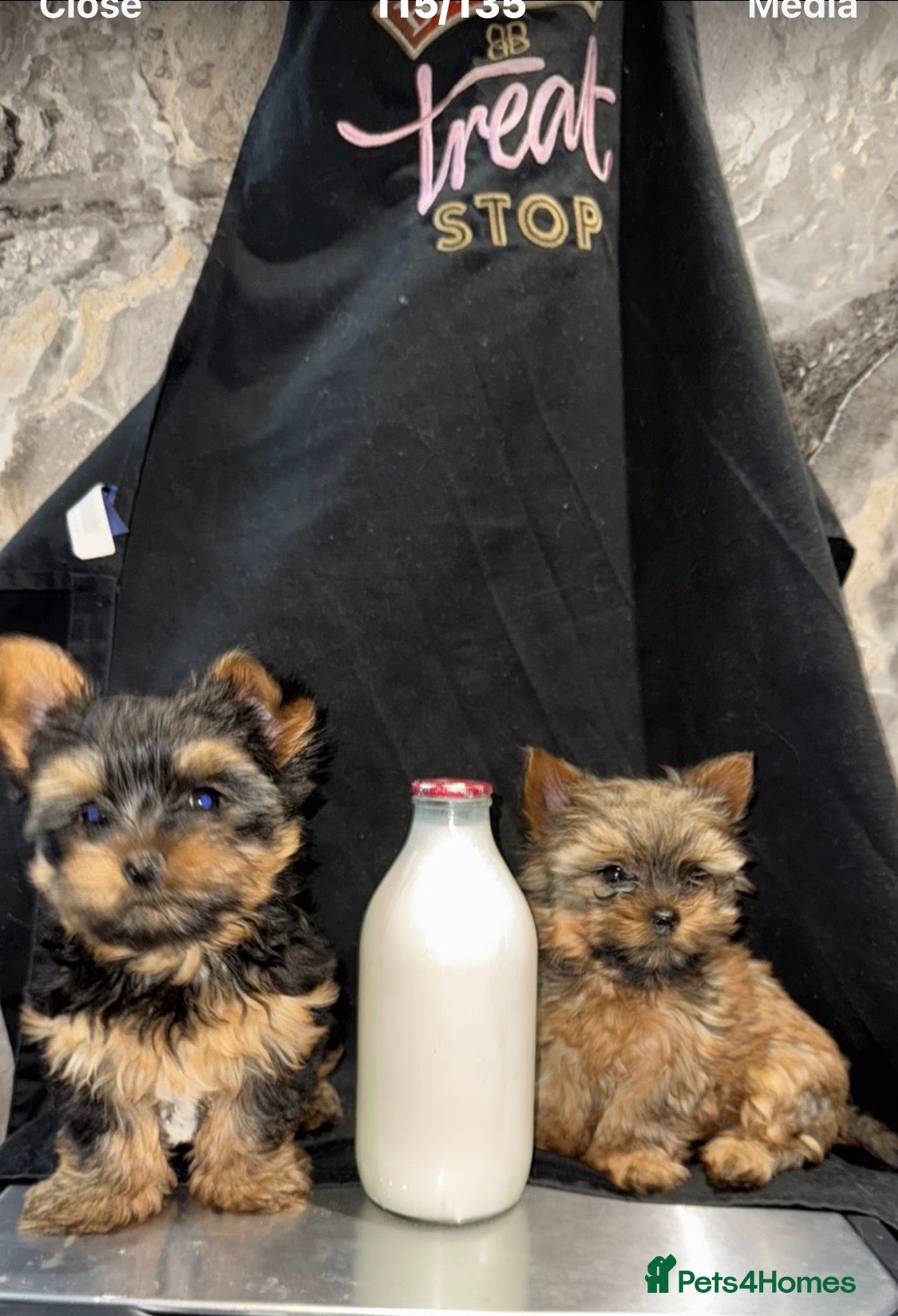 Yorkshire Terrier dogs Yorkshire terrier 2mini boys - Advert 1