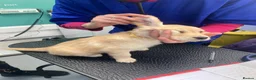 Golden Retriever dogs for sale: Golden retriever  in Romford - Advert 5