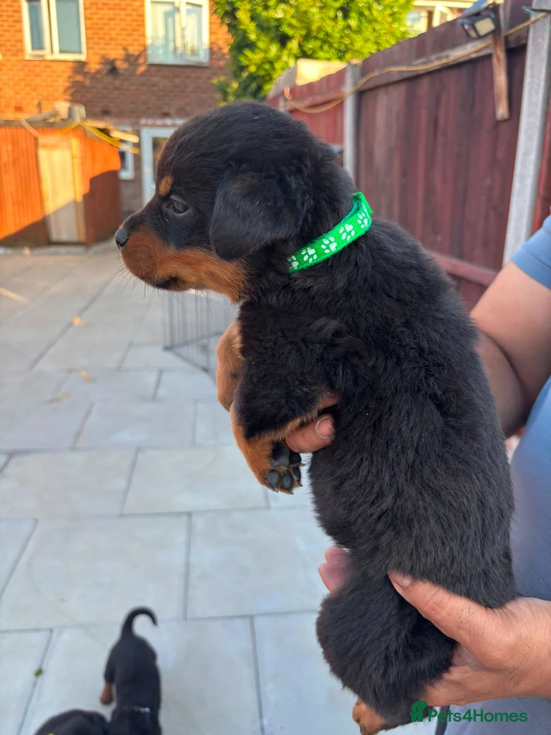 Rottweiler dogs for sale: Fazal  - Advert 1