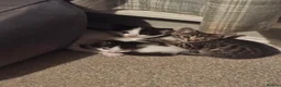 Mixed Breed cats for sale: 6 kittens for sale in Rotherham - Advert 8