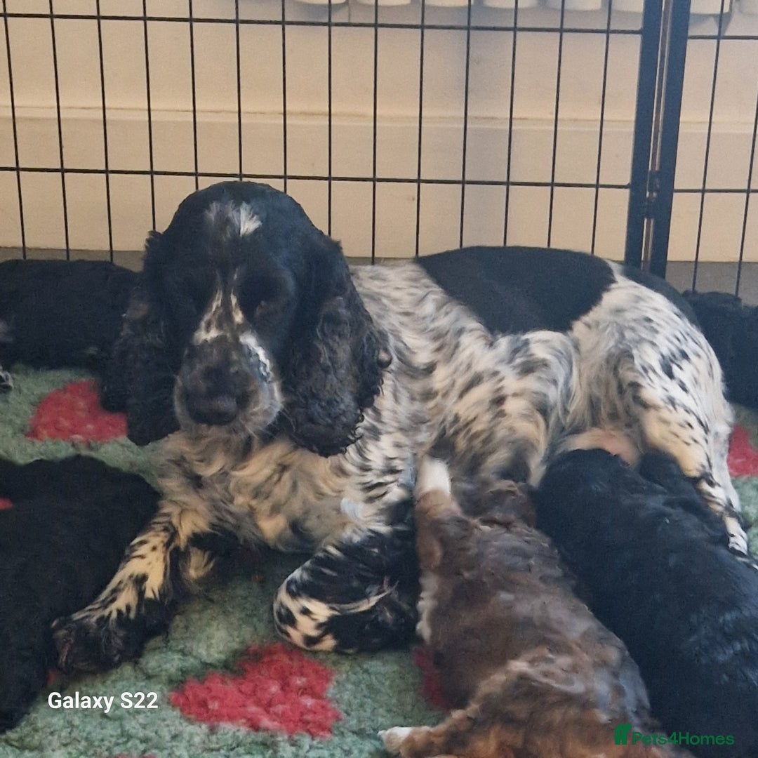 Cockapoo dogs for sale: Miniature Cockapoo - Advert 1