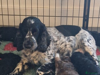 Cockapoo dogs Miniature Cockapoo - Advert 1