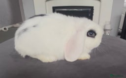 Mini Lop rabbits for sale: BEAUTIFUL MINI LOP BABIES READY NOW  - Image 7