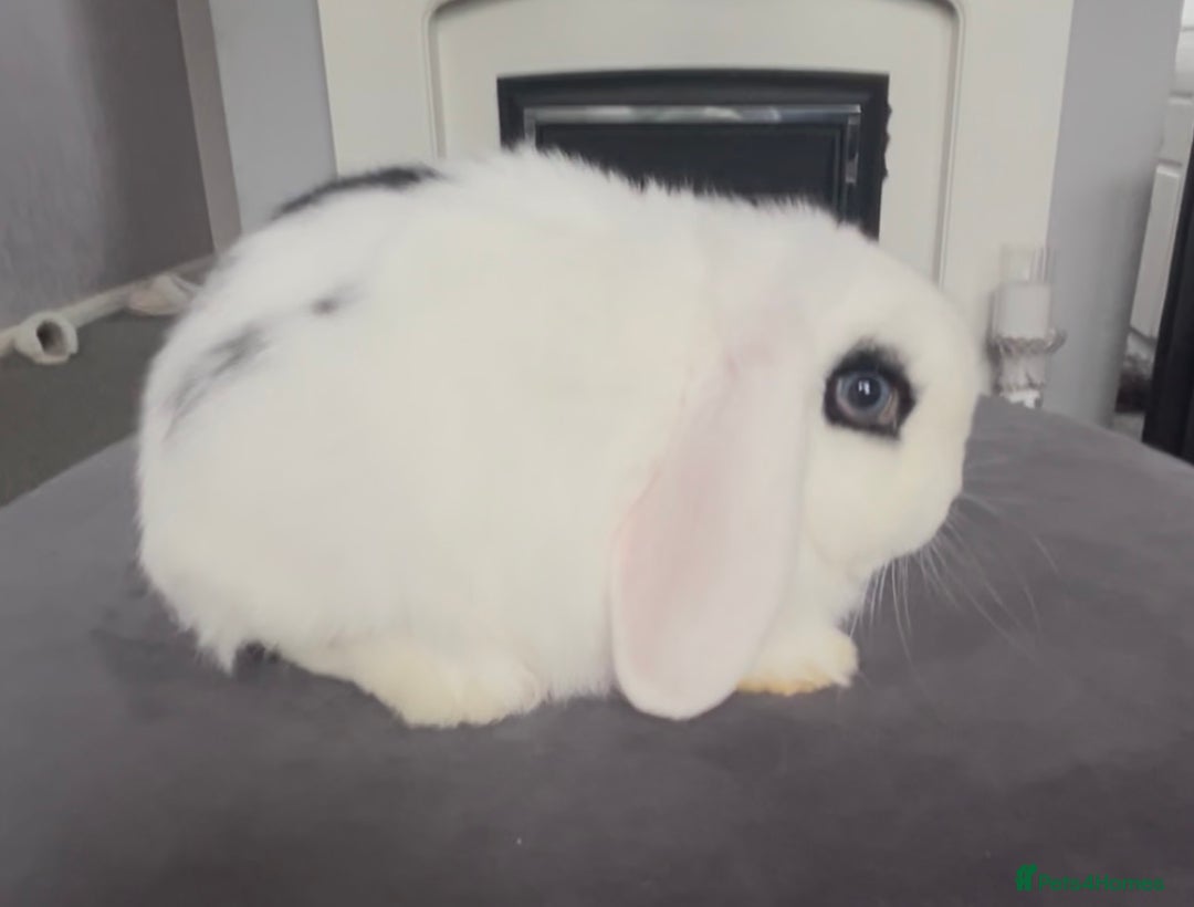 Mini Lop rabbits for sale: BEAUTIFUL MINI LOP BABIES READY NOW  - Image 7