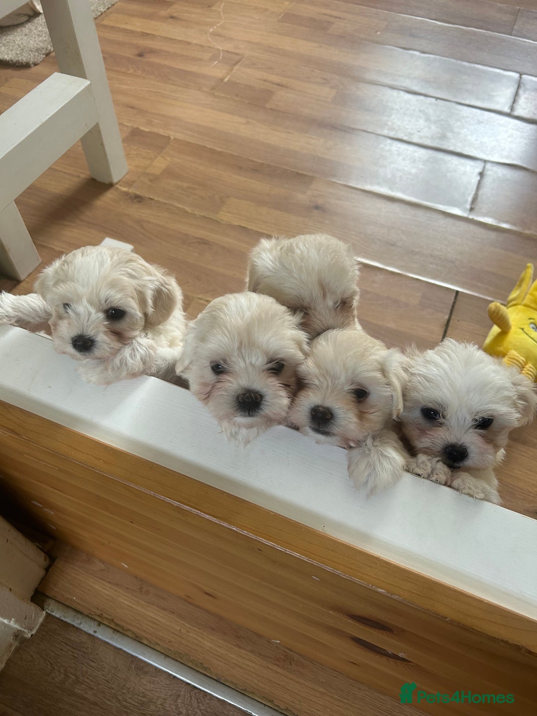 Maltese dogs for sale: ONE FEMALE Maltese Puppy *READY NOW* - Image 8