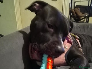 Mixed Breed dogs 1 male staff x shar pei pupnleft - Advert 2