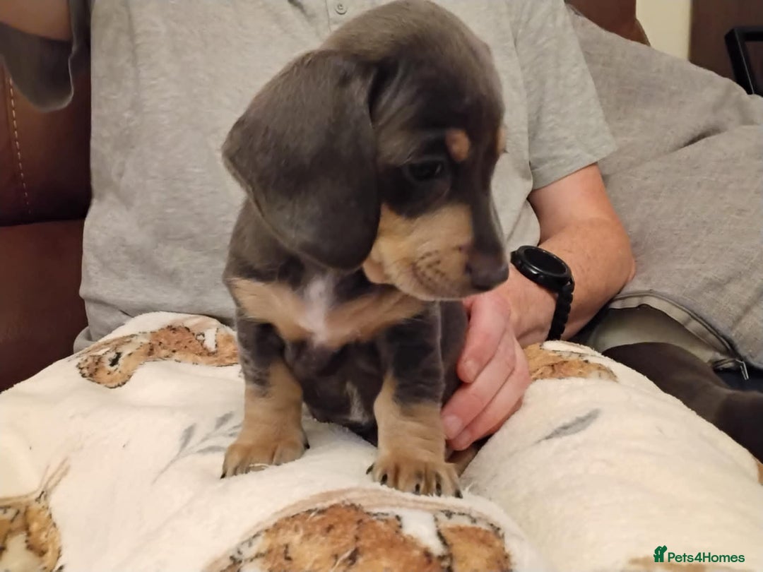 Dachshund dogs for sale: Mini dachshund puppies - Image 13