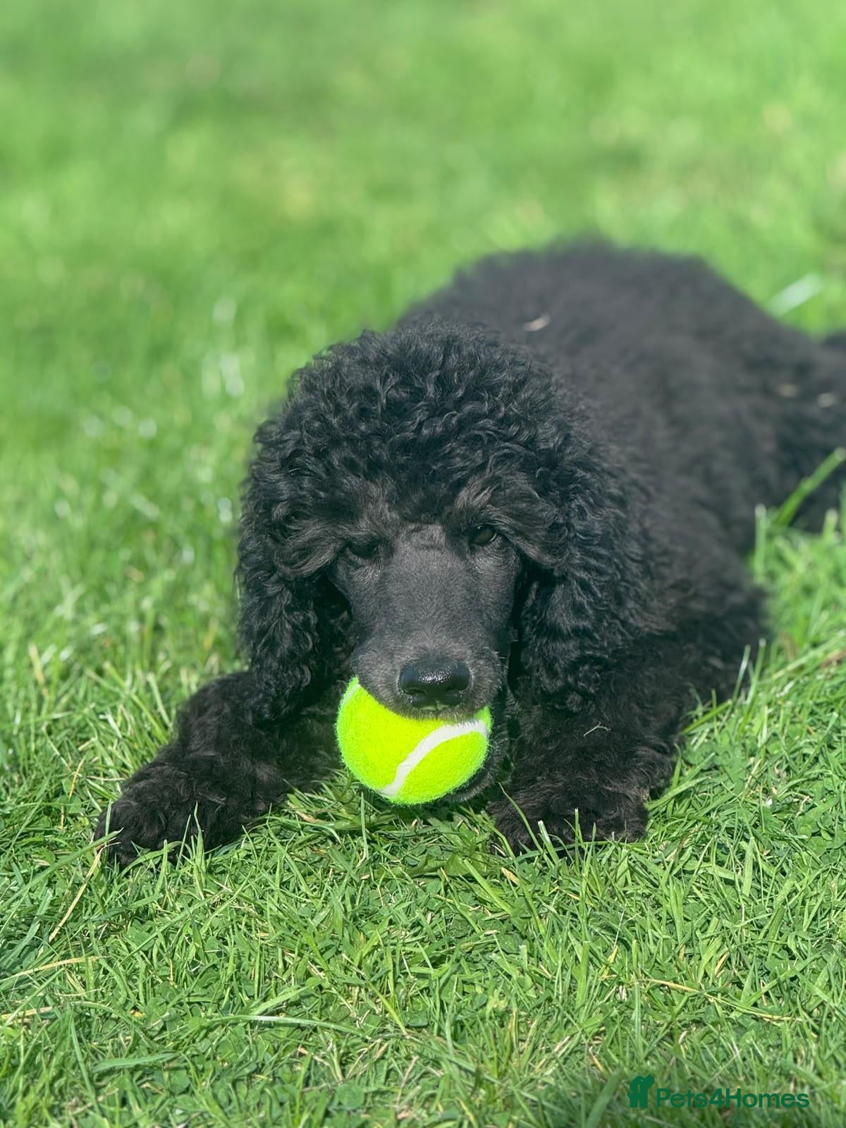 Standard Poodle dogs STANDARD POODLE PUPPIES FULLY TESTED PARENTS  - Advert 10