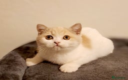 British Shorthair cats for sale: British Shorthair Fawn Tortie & White Female - Advert 5