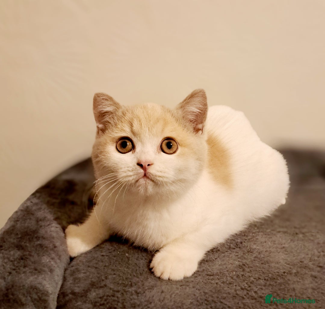 British Shorthair cats for sale: British Shorthair Fawn Tortie & White Female - Advert 5