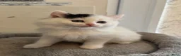 Ragdoll cats for sale: Beautiful Ragdoll kittens - Advert 19