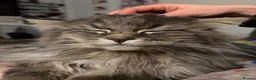Maine Coon cats for sale: Purebred Maine Coon Kittens.Blue,Black Smoke,Tabby - Advert 9