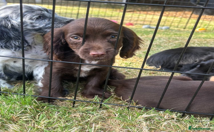 Cocker Spaniel dogs - Advert 3