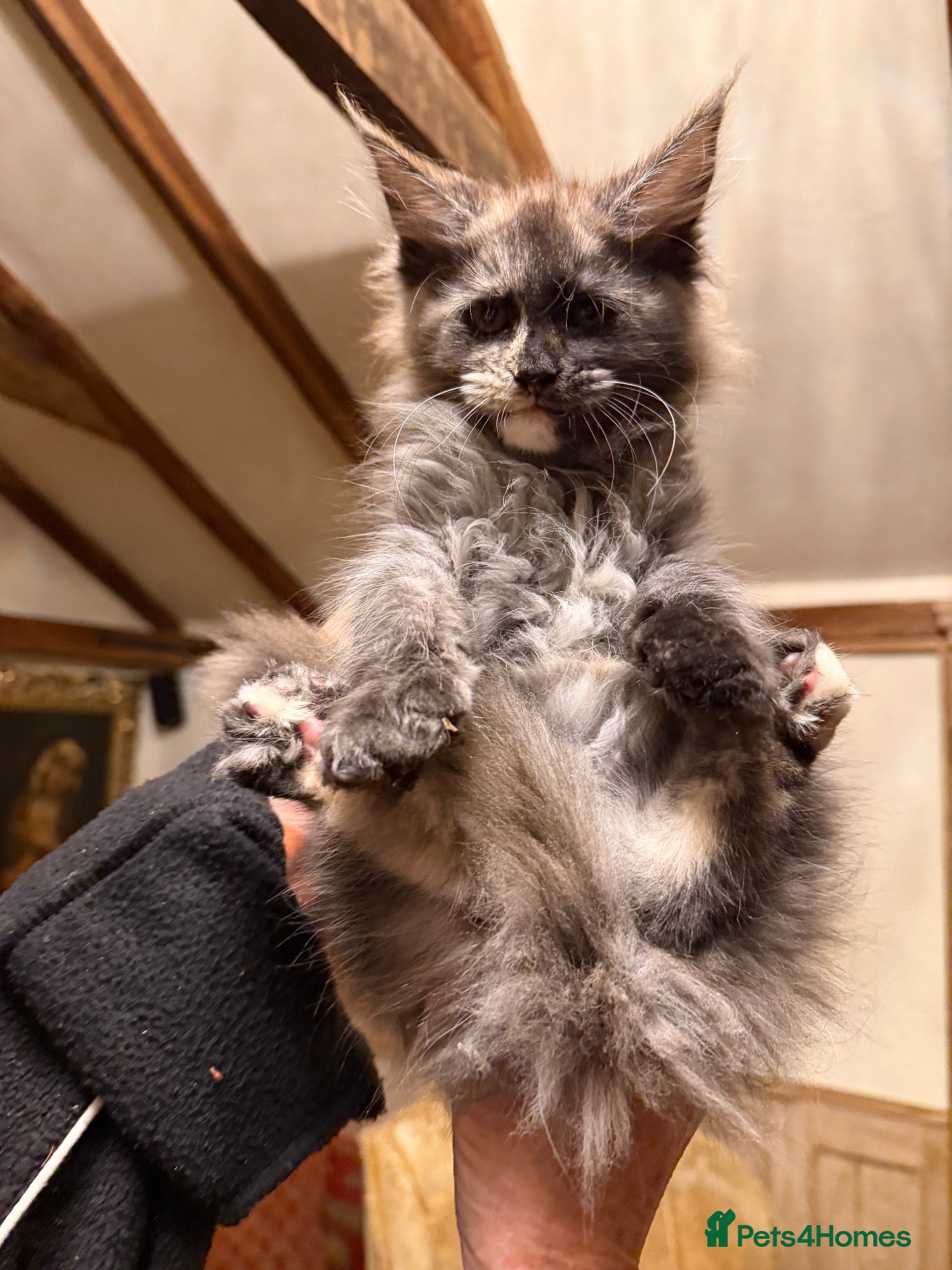 Maine Coon cats for sale:  8 Beautiful Maine Coon Kittens - Advert 2